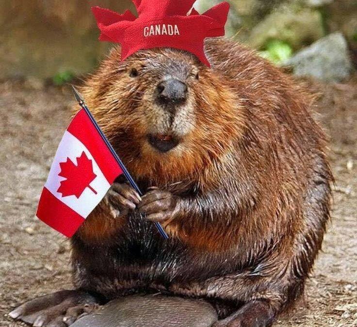 Canadian Beaver with flag